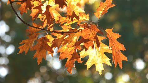 Autumn Oak Leaves Close Up Waving Oat Tree Stock Footage Sbv 323907789