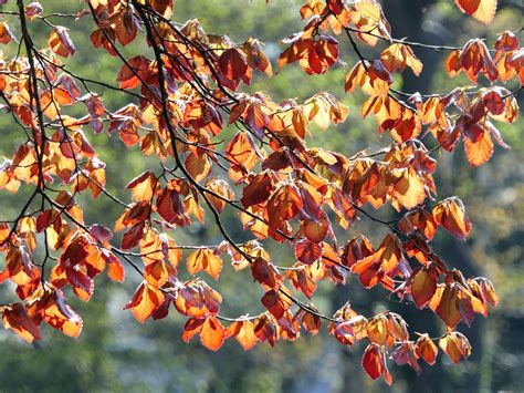 Copper Beech Leaves In The Sun In Roath Park Cardiff I A Flickr