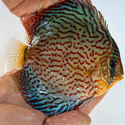 Leopard Turquoise Discus Wattley Discus