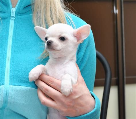 Chihuahua Puppies For Sale Columbia Sc 295981
