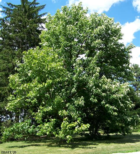 It typically grows slowly to as much as. Cucumbertree - Magnolia acuminata - North American Insects ...