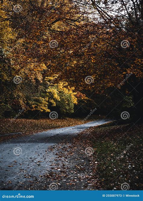 Beautiful Autumn Landscape Of A Forest Pathway Stock Image Image Of