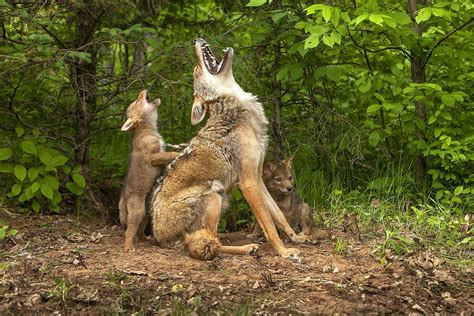 Coyote Mother And Pups Northern Minnesota Coyote Pup Nature Animals