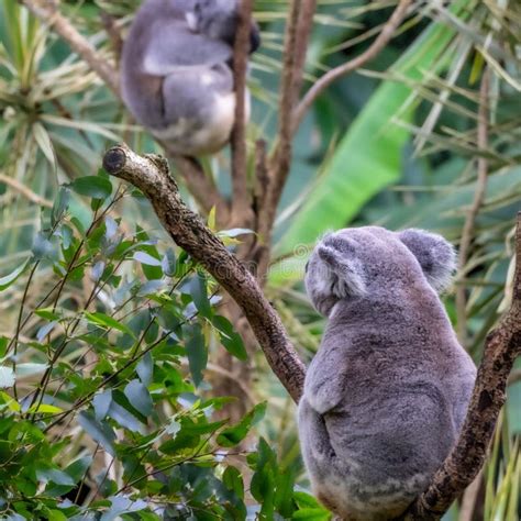 The Two Koala Bears Are Sitting On Top Of The Trees Stock Image Image