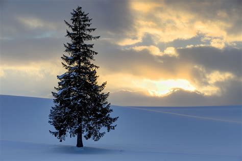 Learn More About The Hills Of Biei A Tree Of A Christmas Tree