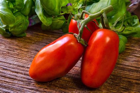 Tips For Growing San Marzano Tomatoes Gardeners Path
