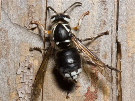 Black And White Wasp Dolichovespula Maculata Bugguidenet