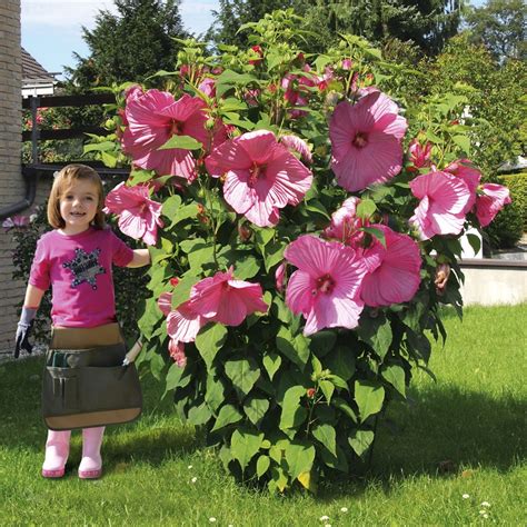 Maybe you would like to learn more about one of these? Hibiskus Winterhart Große Blüten - Mellowcement