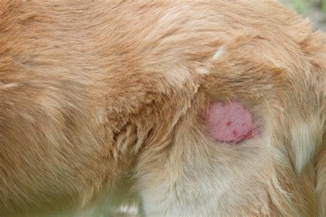 C Mo Curar Heridas De Garrapatas En Perros Los Mejores Consejos