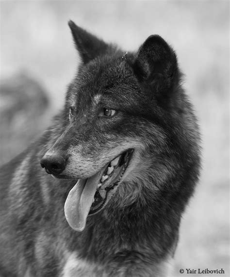 Black Wolf Profile 2 By Yair Leibovich On Deviantart