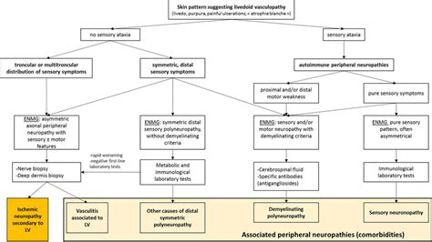 Diagnostic Approach For Peripheral Neuropathies Associated With
