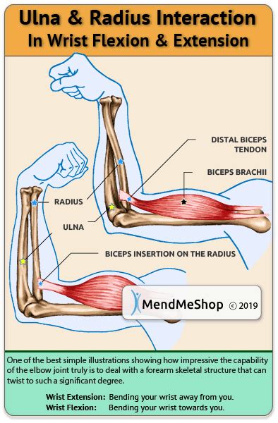 Pitcures Of The Tendons In Tbe Forearm Triceps Tendonitis Florida