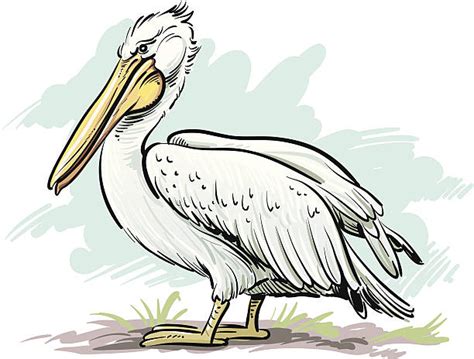 Pelican Clip Art Vector Images And Illustrations Istock