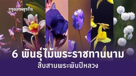 ปี 2562 เป็นปีที่สมเด็จพระพันปีหลวงทรงประชวร ต้องเสด็จไปประทับ ณ. สืบสาน 'พระพันปีหลวง' กับ 6 พันธุ์ไม้ 'พระราชทานนาม'