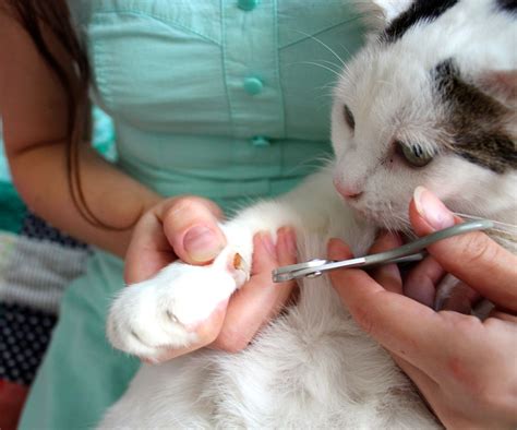 Most cats have light colored claws, making it easy to see the blood vessels and nerves that supply the claw as a pink stripe at the base of the nail. Clipping Your Cat's Claws - Made Easy