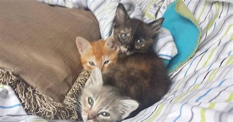 Sweet Little Foster Kittens Imgur