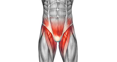 Groin Muscles Diagram Male Anatomy Pelvic Floor Nerves Bing Images
