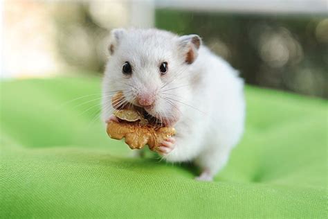 Chinese Dwarf Hamster Pet Profile Cage Food Lifespan