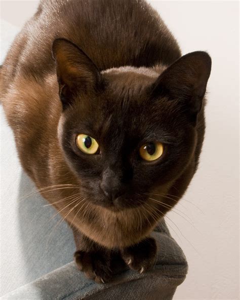 Yellow cat standing and staring into the camera. 31 Very Beautiful Burmese Cat Photos And Pictures