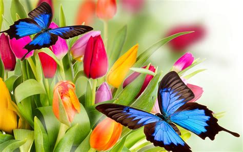 Screensaver screen saver desktop screen images pictures art nature enchancement. Butterfly on a tulip wallpapers (84 Wallpapers) - HD ...