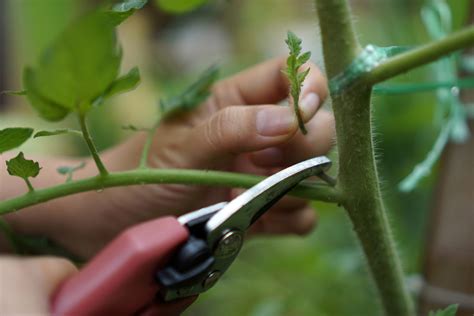 When Why And How To Prune Tomato Plants And Suckers Tomato Care 101
