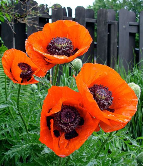 Discover Different Kinds Of Poppies | HubPages