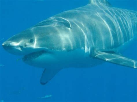 Panic Over Monstrous 13ft Great White Shark ‘breton’ Tracked Dangerously Close To Florida Beach