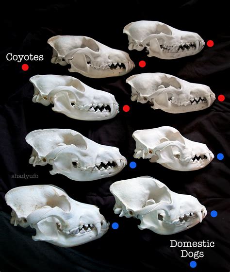 Bones Art And Nature Comparison Between Coyotes And Similar Sized
