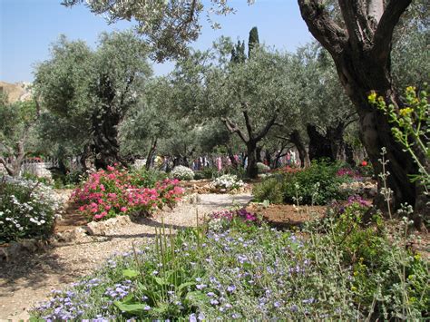 Gethsemane Garden Holy Land Tour