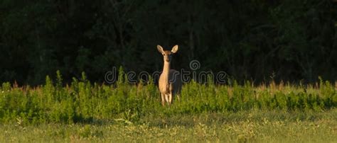 Female White Tailed Deer Looking At Camera With Evening Light Stock