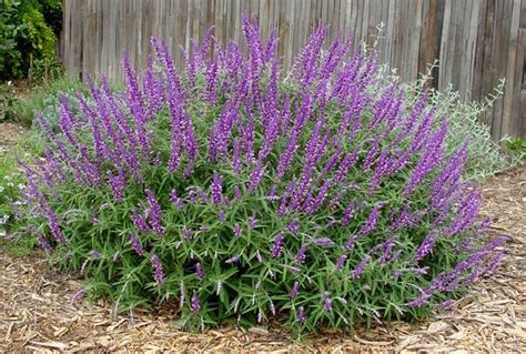 22 Different Types Of Sage Plants With Pictures American Gardener