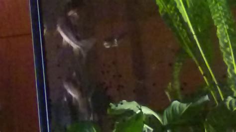 Check spelling or type a new query. Corydoras | Cory Catfish laying eggs in aquarium - YouTube