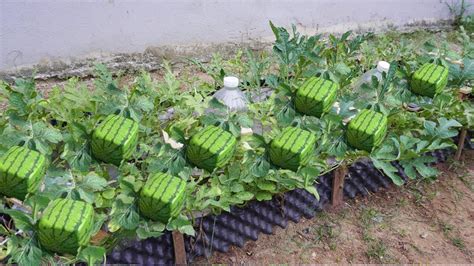 Skill Of Growing Square Watermelons At Home Lets See How They Do