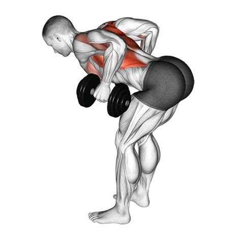 Bent Over Two Arm Dumbbell Row Exercise How To Workout Trainer By