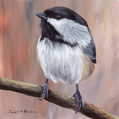 Janet M Graham S Painting Blog Black Capped Chickadee No 3 In Acrylics