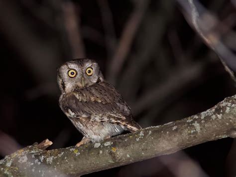 Where Do Eastern Screech Owls Live Habitat Range Birdfact