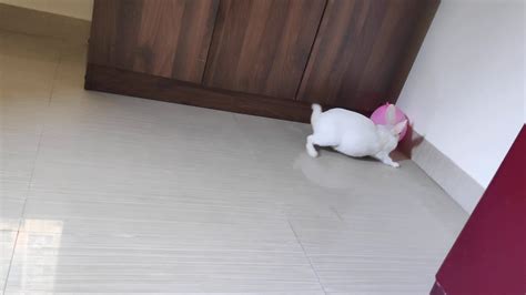 In these cases, the dogs just seem to enjoy running and playing when wet. My Rabbit🐇 playing with Balloon🎈 - YouTube