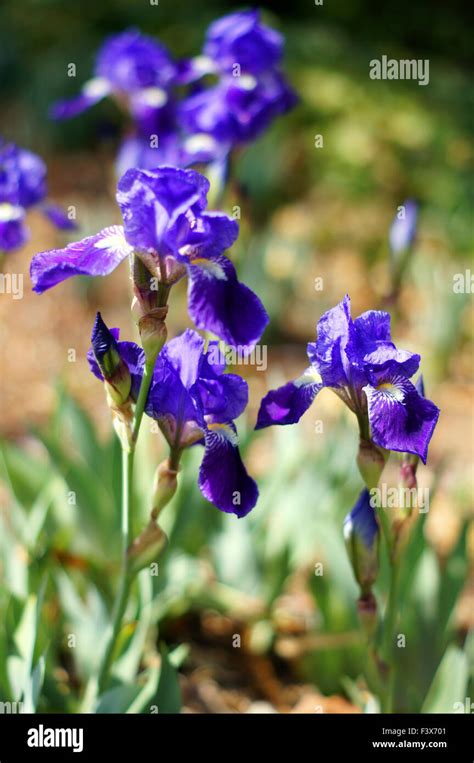 Spring Time Wild Iris Flowers In The Wood Stock Photo Alamy