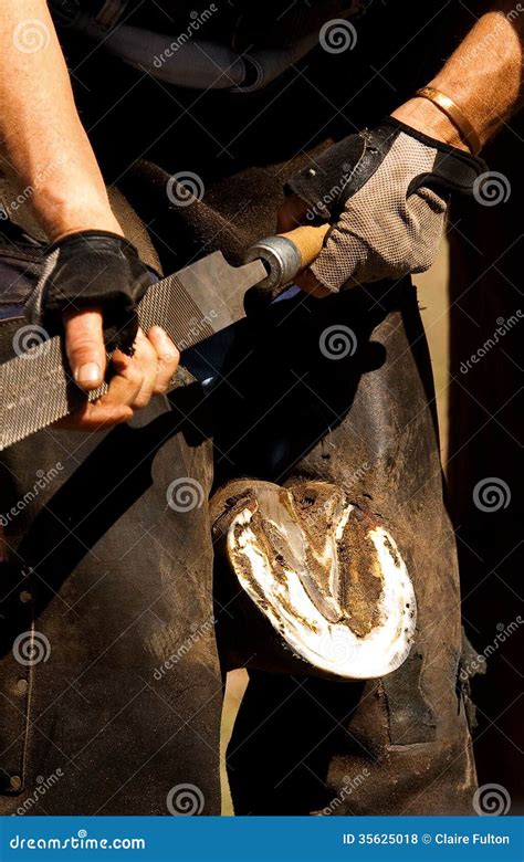 Farrier Filing Hoof Stock Photo Image Of Equine Trimming 35625018
