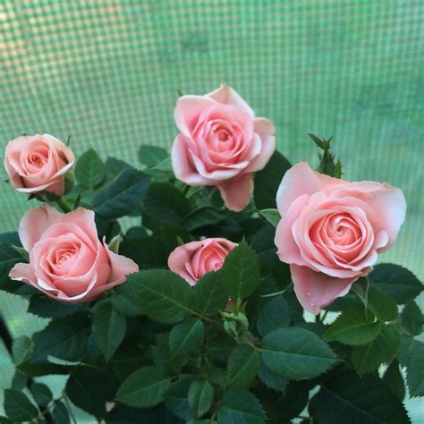 Kordana Miniature Rose Pink Bedstuy Zone 6b Keep Containers Wrapped