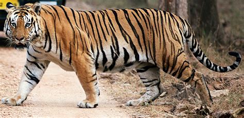 Where Is The Biggest Bengal Tigers