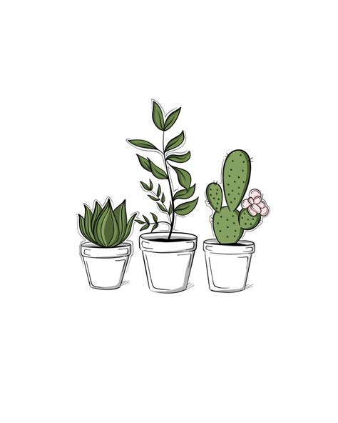 Three Little Succulents Sticker By Sabina Fenn Illustration White