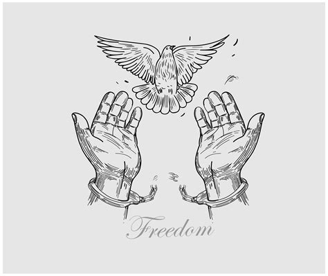 Freedom Pigeon Drawing Illustation Vector Art Stock Vector (Royalty