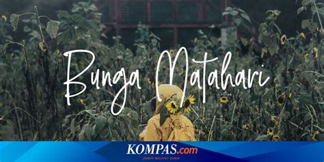 Lagu matahari juga mengajak kita untuk dapat berteman dengan siapa saja dan berbuat baik pada semua orang laiknya matahari. Lirik dan Chord Lagu Bunga Matahari - Natania Karin