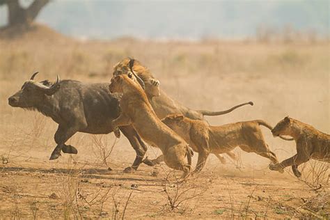 Lioness Hunting Prey