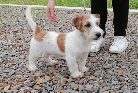 Rough Coat Jack Russell Terrier Anything Terrier