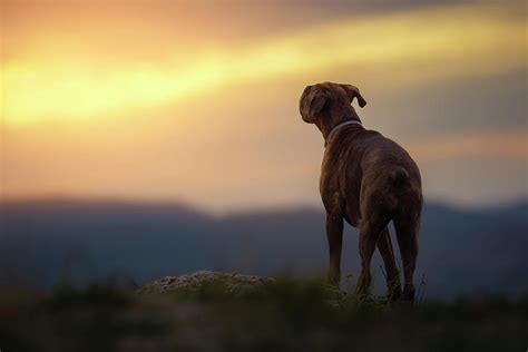 Boxer Dog Enjoy The Sunset Photograph By Tamas Szarka Pixels