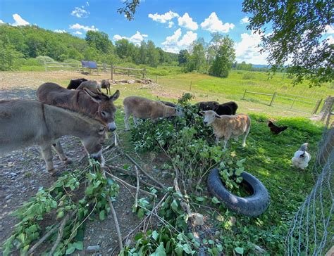 Pruning Lilacs A Meal For The Donkeys And Sheep