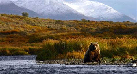 Wildlife Viewing In Denali National Park Tips From Local Experts