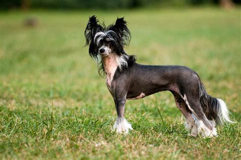 The Chinese Crested Dog Best Guide To These Hairless Pups